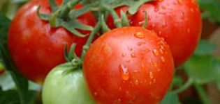 Penerangan mengenai varieti tomato Valya, ciri dan hasilnya