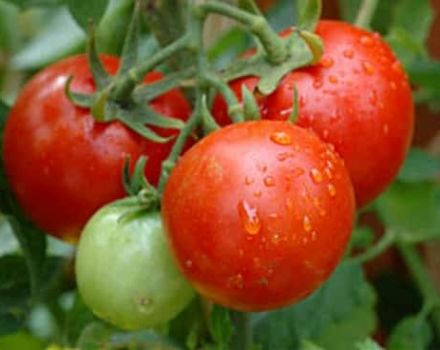 Description de la variété de tomate Valya, ses caractéristiques et son rendement