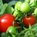 Characteristics and description of the tomato variety Boni mm, its yield