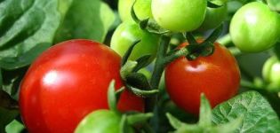 Caractéristiques et description de la variété de tomate Boni mm, son rendement