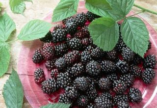 Descripción y características de la variedad de mora Loch Tay, plantación y cuidado.