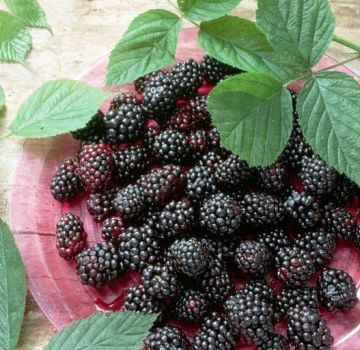 Description and characteristics of the Loch Tay blackberry variety, planting and care