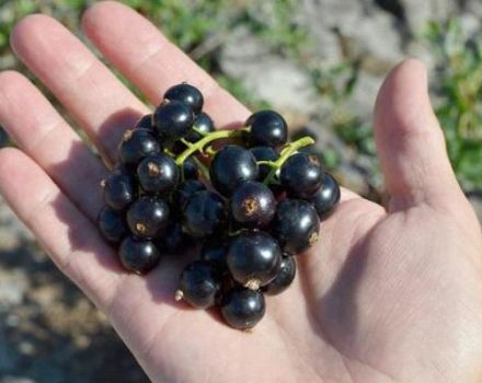 TOP 30 best black currant varieties for Siberia with descriptions and characteristics