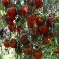 Caractéristiques et description de la variété de tomate Tarasenko jubilee, son rendement