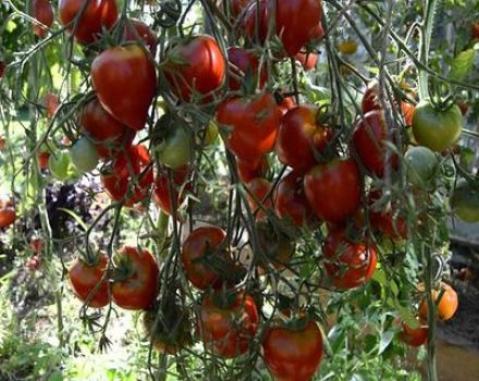 Características y descripción de la variedad de tomate Tarasenko jubilee, su rendimiento.