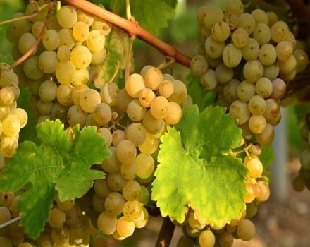 Description and characteristics of Viura grapes, planting and care