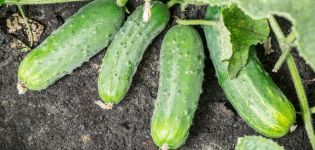 Description of the Spino cucumber variety, features of cultivation and care