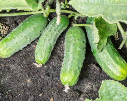 Paglalarawan ng iba't ibang Spino pipino, mga tampok ng paglilinang at pangangalaga