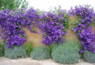 Paano mo maipapalabas ang clematis sa bahay at sa anong panahon upang gawin ito