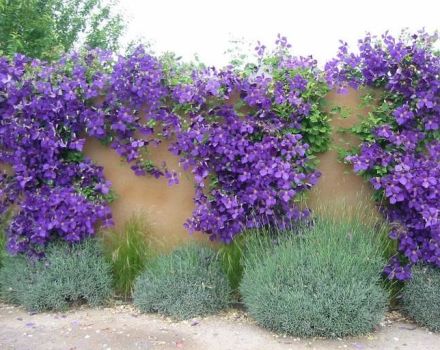 Kako možete razmnožavati clematis kod kuće i u kojoj sezoni to učiniti