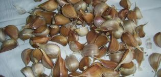 How to plant garlic correctly, planting dates and rates, preparation and processing of beds