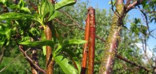 ¿Cómo se puede propagar el albaricoque con esquejes verdes en casa, métodos de plantación?