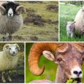 What do rams look like and who do they come from, where do artiodactyls live?