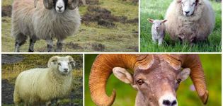 What do rams look like and who do they come from, where do artiodactyls live?