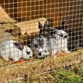 Tailles des senniks pour lapins et comment faire une mangeoire à faire soi-même