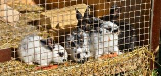 Tailles des senniks pour lapins et comment faire une mangeoire à faire soi-même