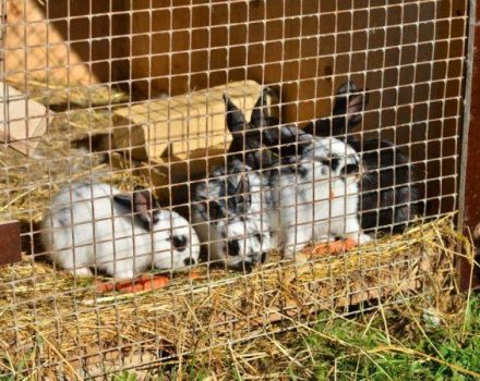 Tamanhos de senniks para coelhos e como fazer um comedouro faça você mesmo