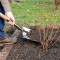 Cómo cuidar adecuadamente las grosellas en el otoño, regar y alimentar, podar y preparar para el invierno.