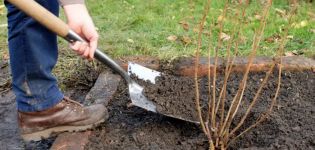 Cómo cuidar adecuadamente las grosellas en el otoño, regar y alimentar, podar y preparar para el invierno.