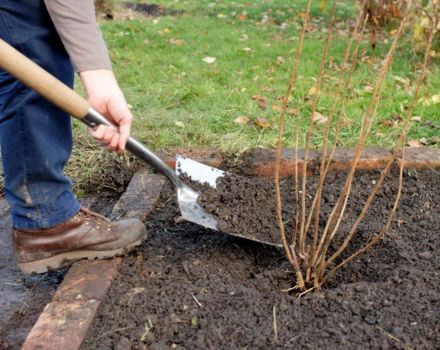 Cómo cuidar adecuadamente las grosellas en el otoño, regar y alimentar, podar y preparar para el invierno.