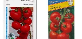 Description of the Bellé tomato variety f1, its characteristics and cultivation