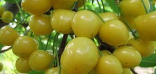 Description de la variété de cerises Home Garden jaune, plantation et entretien, préparation pour l'hiver