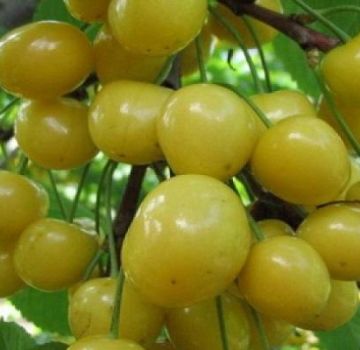 Descripción de la variedad de cerezas Home Garden amarillo, plantación y cuidado, preparación para el invierno.