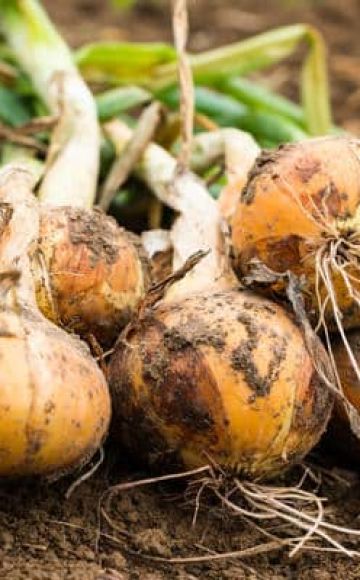 Treatment of diseases of onions with folk remedies, recipes for combating them