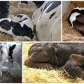 Symptoms and diagnosis of dyspepsia in calves, treatment regimens and prevention