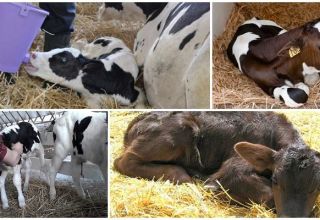 Symptoms and diagnosis of dyspepsia in calves, treatment regimens and prevention