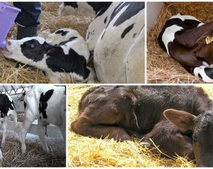 Gejala dan diagnosis dispepsia pada anak lembu, rejimen rawatan dan pencegahan