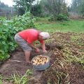 Règles de culture et d'entretien des pommes de terre selon la méthode Kizima