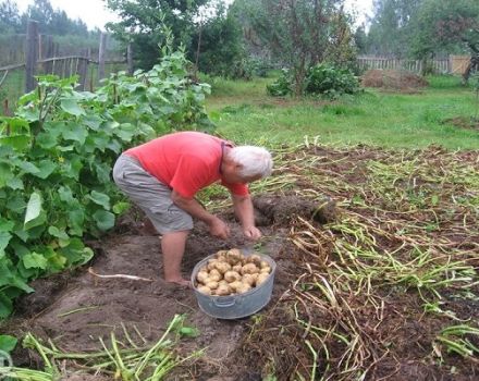 Rules for growing and caring for potatoes according to the Kizima method