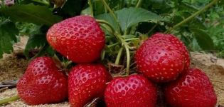 Description of remontant strawberries of the Selva variety, planting and care