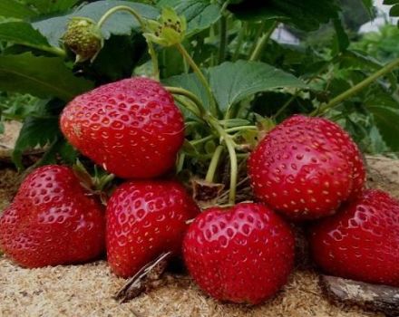 Description of remontant strawberries of the Selva variety, planting and care