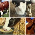 Que faire si la vache est pleine d'écrasé à la maison