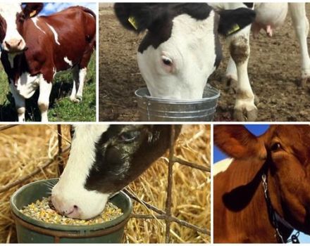 What to do if the cow is full of crushed at home