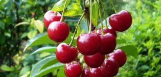 Description and characteristics of cherries of the Standard Urals variety, history and features of cultivation