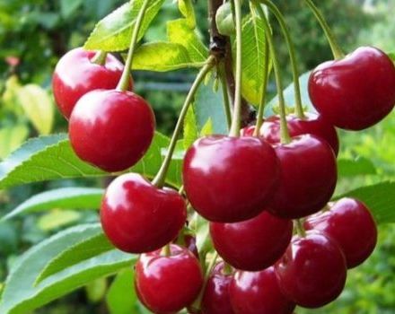 Descripción y características de las cerezas de la variedad Standard Urales, historia y características de cultivo.