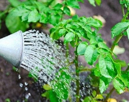 Como guardar e cultivar batatas se o jardim for inundado em um verão chuvoso?