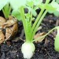 When and how to plant and grow a daikon in the open field in the Moscow region