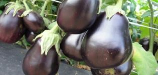 Description de la variété aubergine Casse-Noisette, ses caractéristiques et son rendement