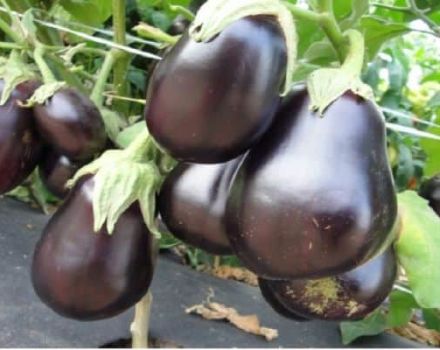 Description de la variété aubergine Casse-Noisette, ses caractéristiques et son rendement