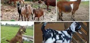 Penerangan dan keturunan kambing baka Nubia, warna dan kos anggaran mereka