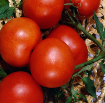 Egenskaber og beskrivelse af tomatsorten Lakomka