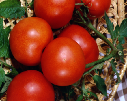 Characteristics and description of the tomato variety Lakomka