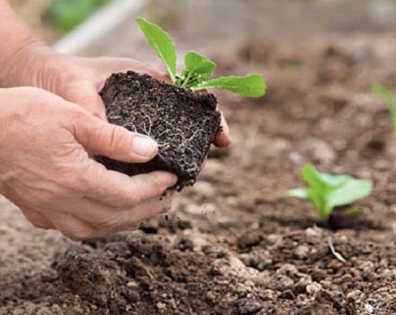 When and how to plant Chinese cabbage in open ground