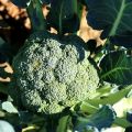 Cultiver et entretenir le brocoli à l'extérieur à la maison