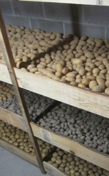 Cómo y dónde almacenar adecuadamente las papas en casa en un apartamento.