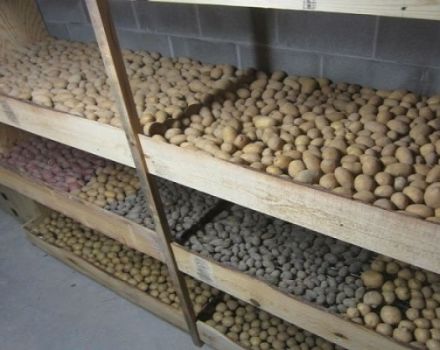 How and where to properly store potatoes at home in an apartment